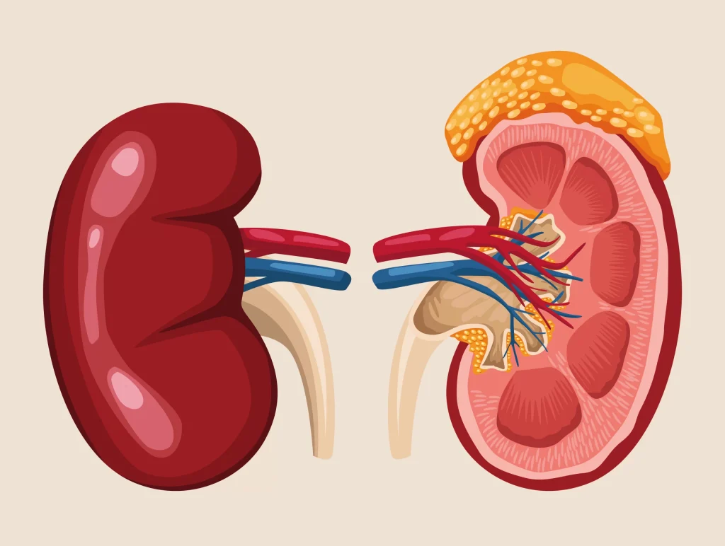 Kidney Disease